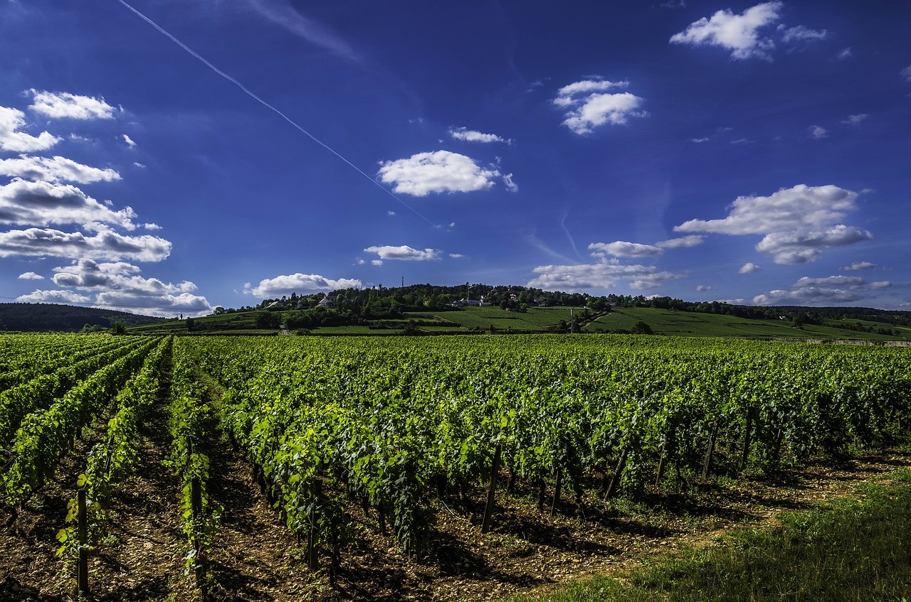 vines wine vineyard free photo