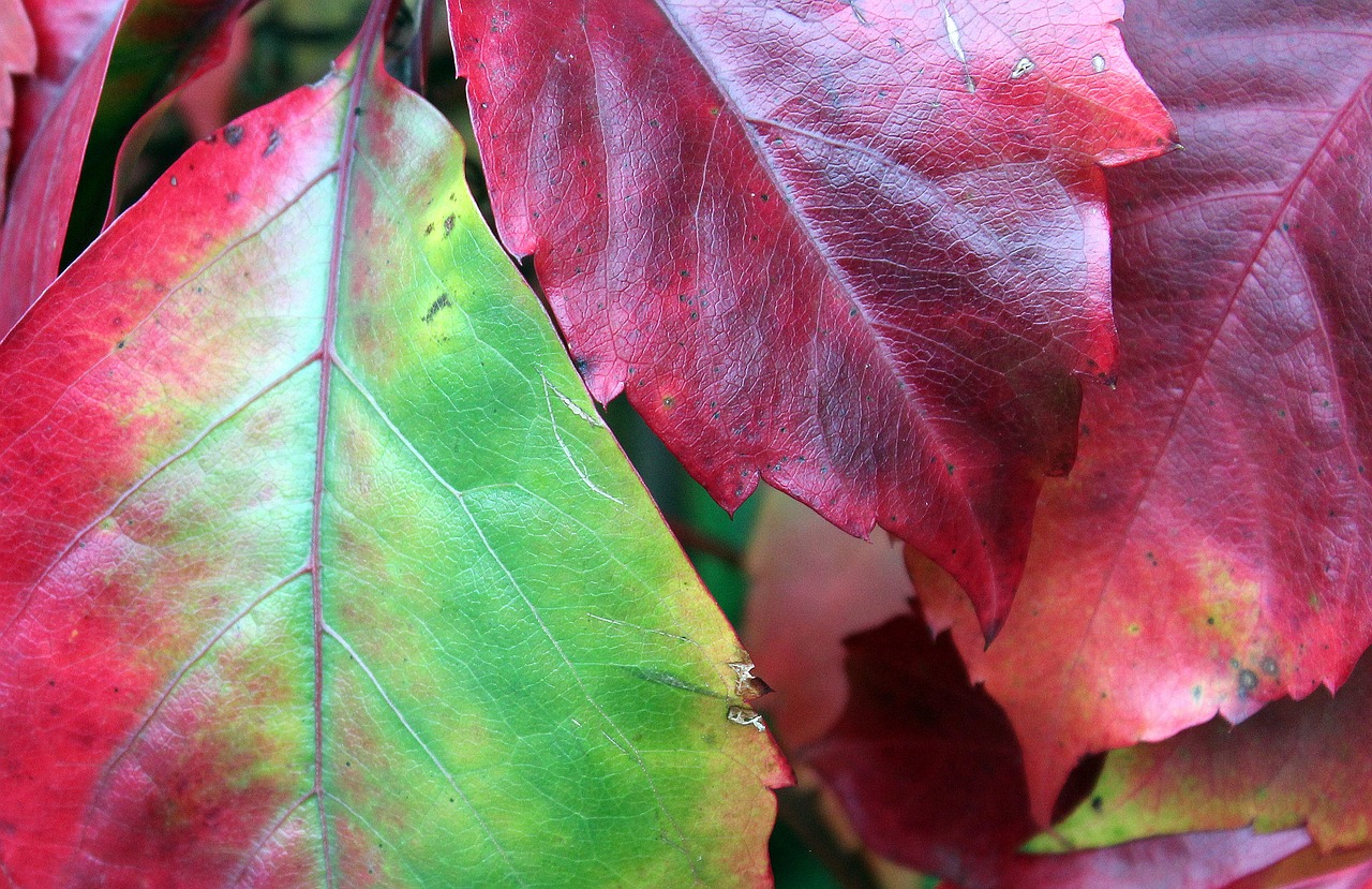 vines wild wine autumn leaves free photo