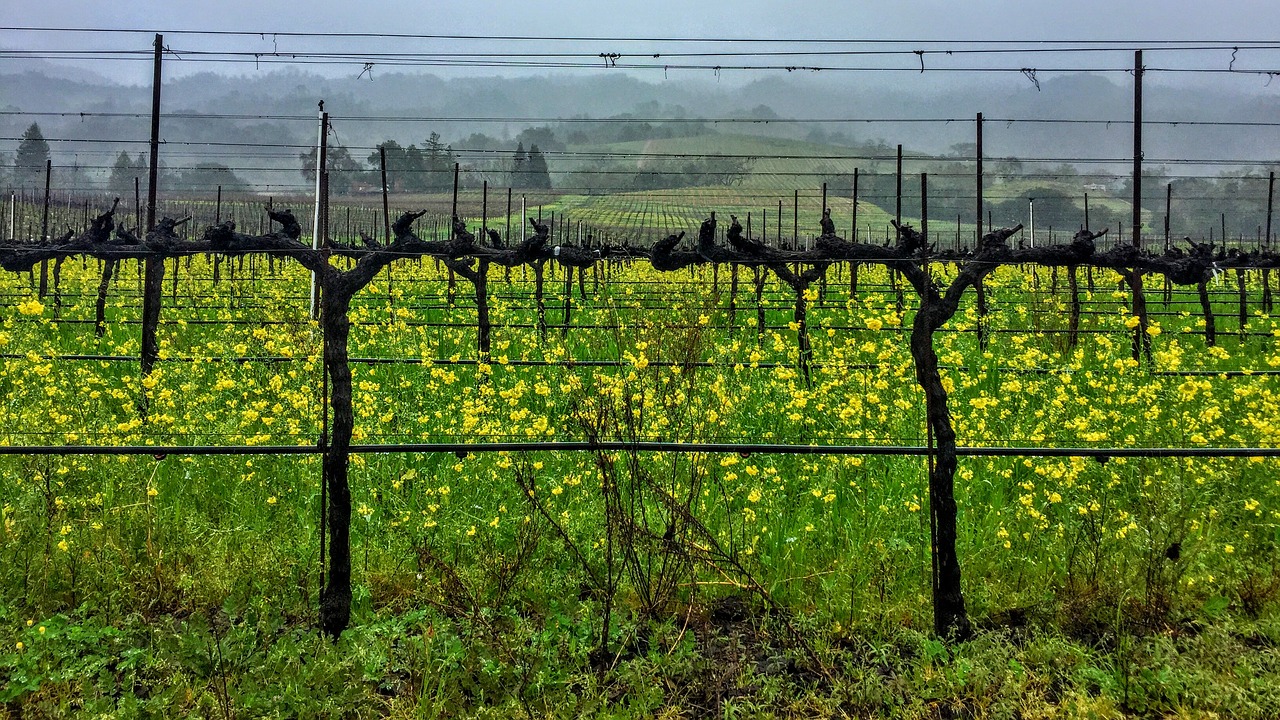 vines mustard overcast free photo