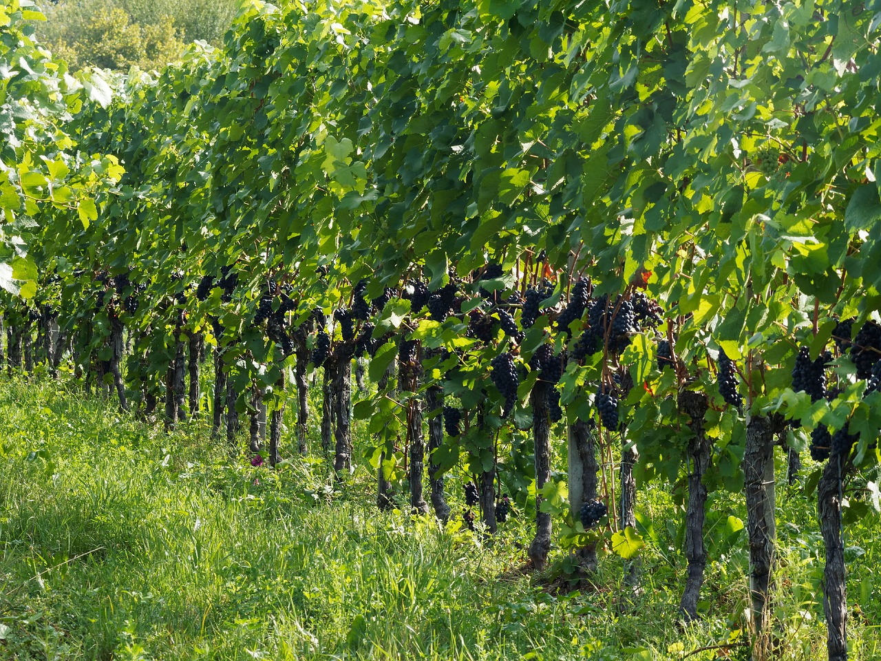 vines grapes fall free photo