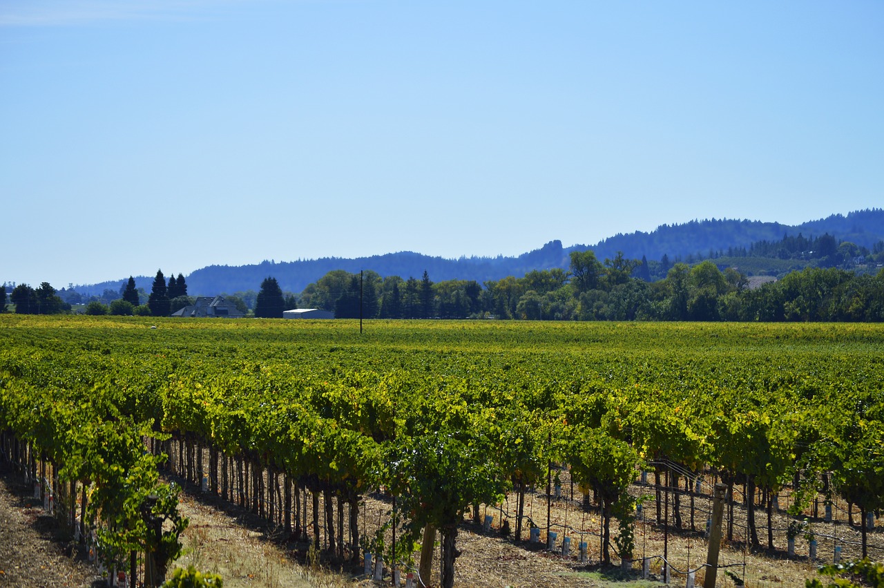 vines vineyard grapevine free photo