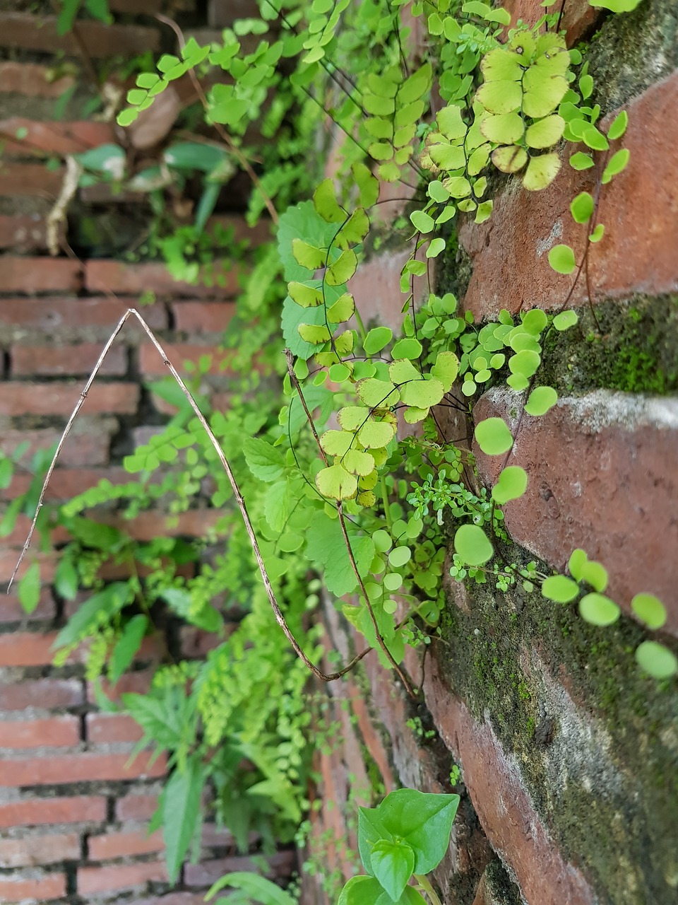 vines plants bricks free photo