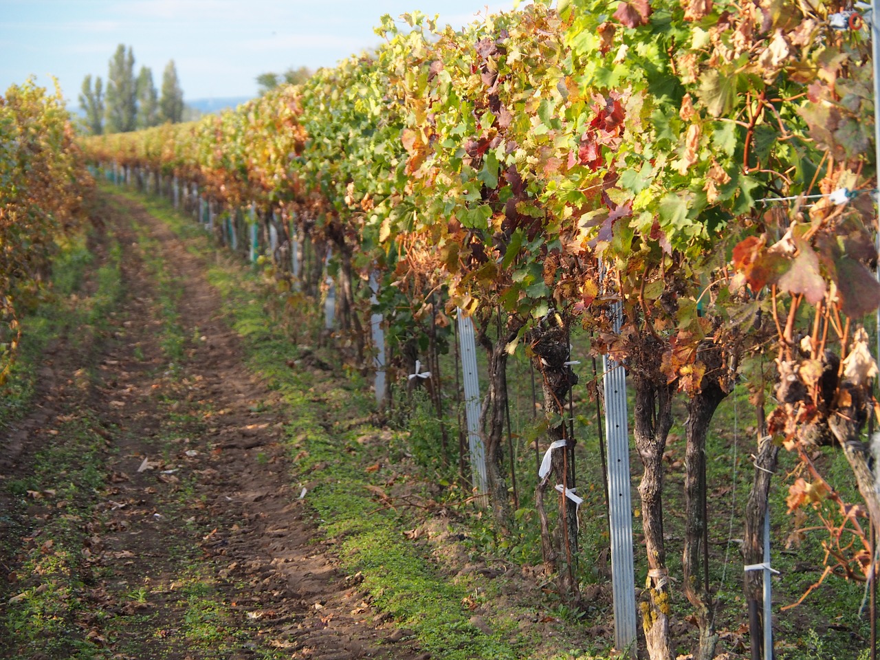 vines vine winegrowing free photo