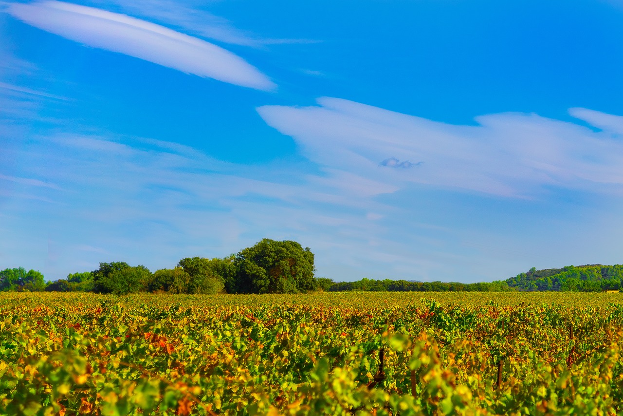 vines fall vineyard free photo