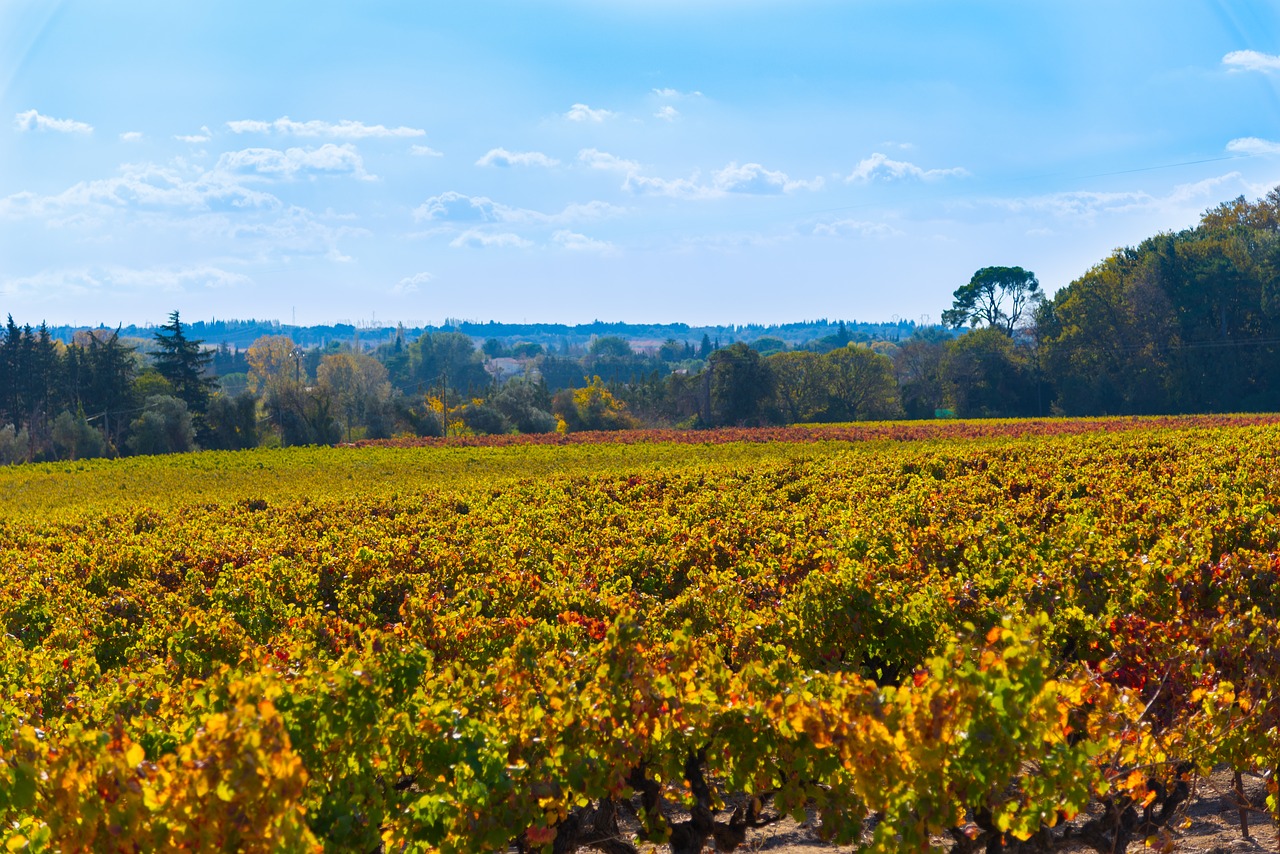 vines fall vineyard free photo