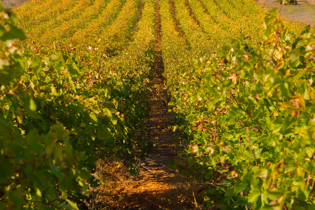 vines fall vineyard free photo