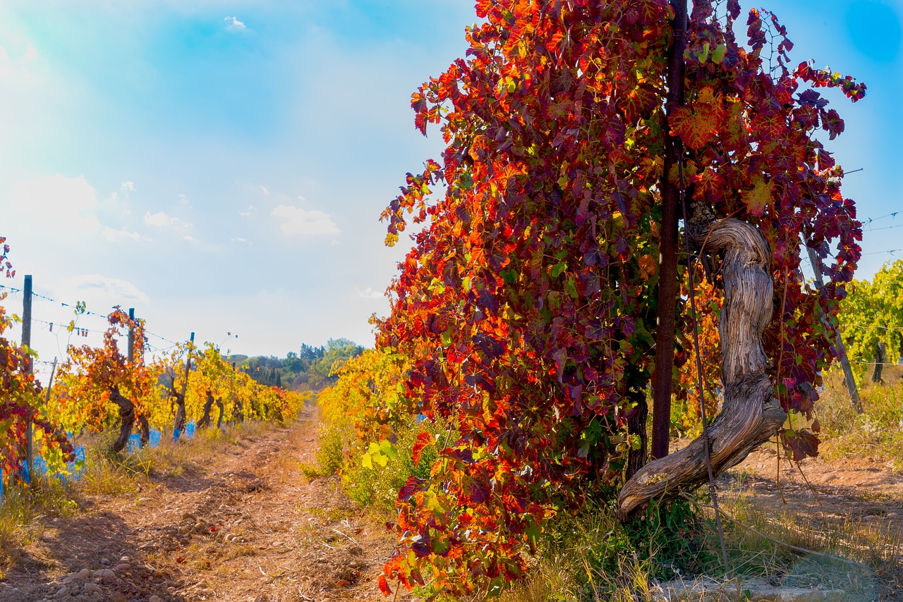 vines fall vineyard free photo