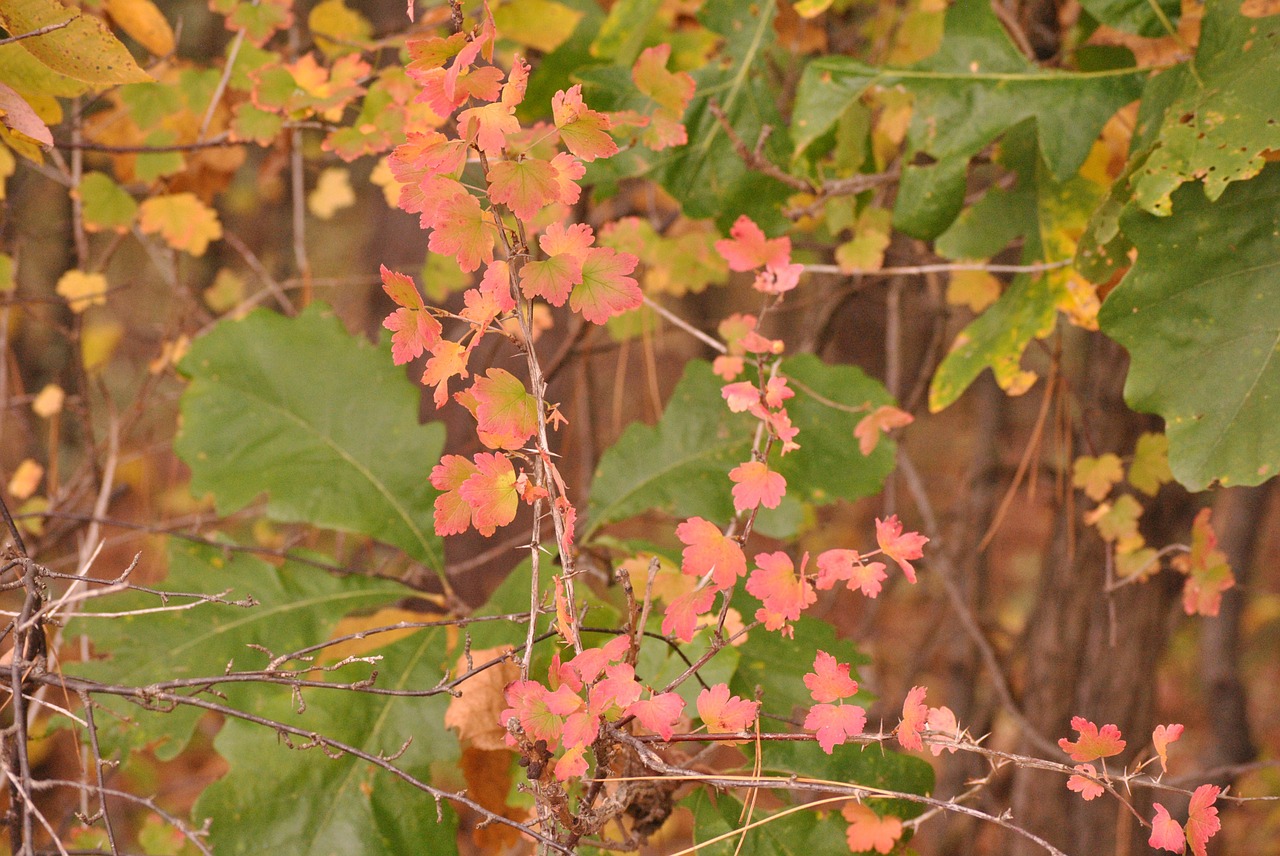 vines vine leaves free photo