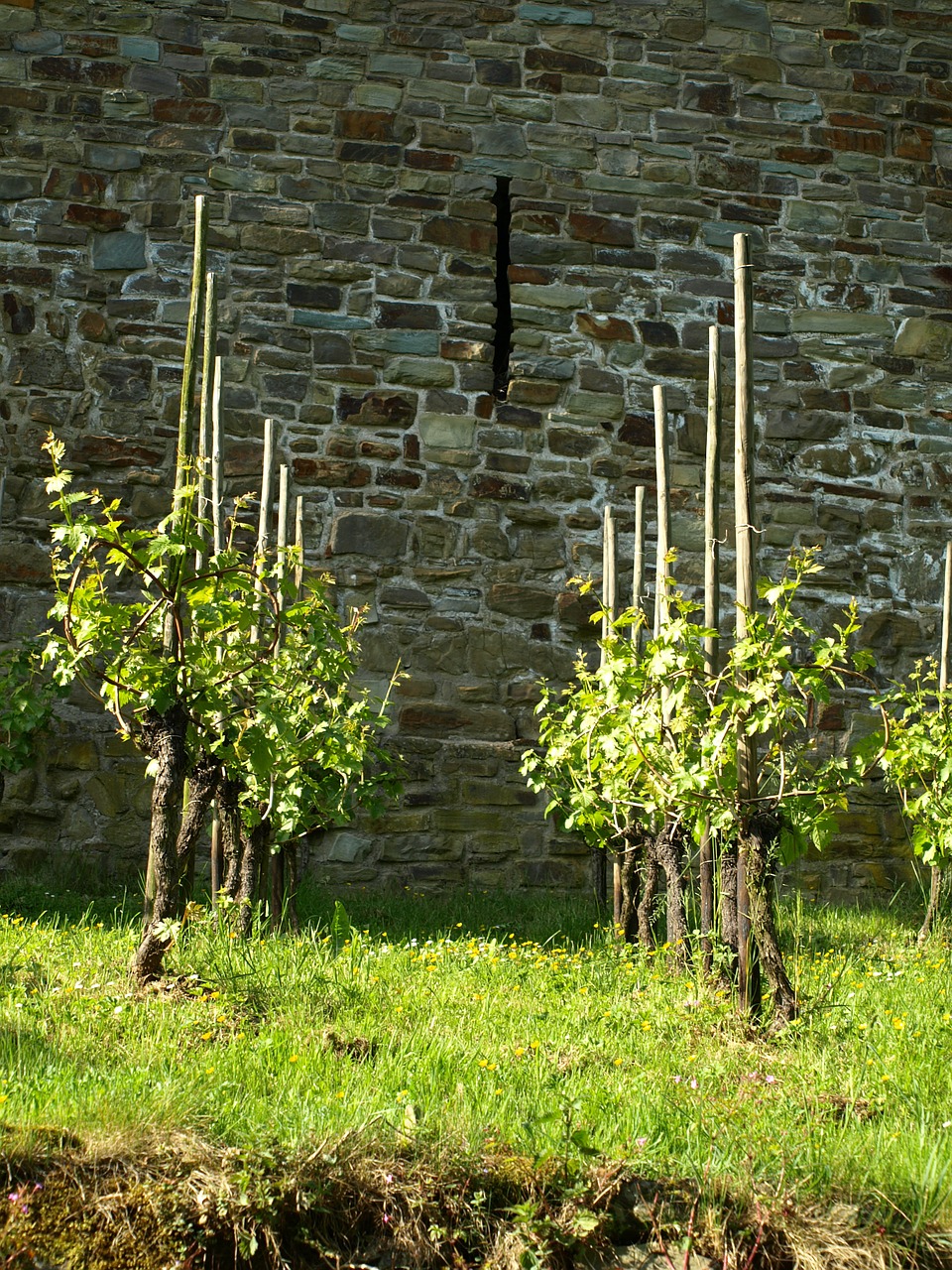 vines wine vines stock free photo