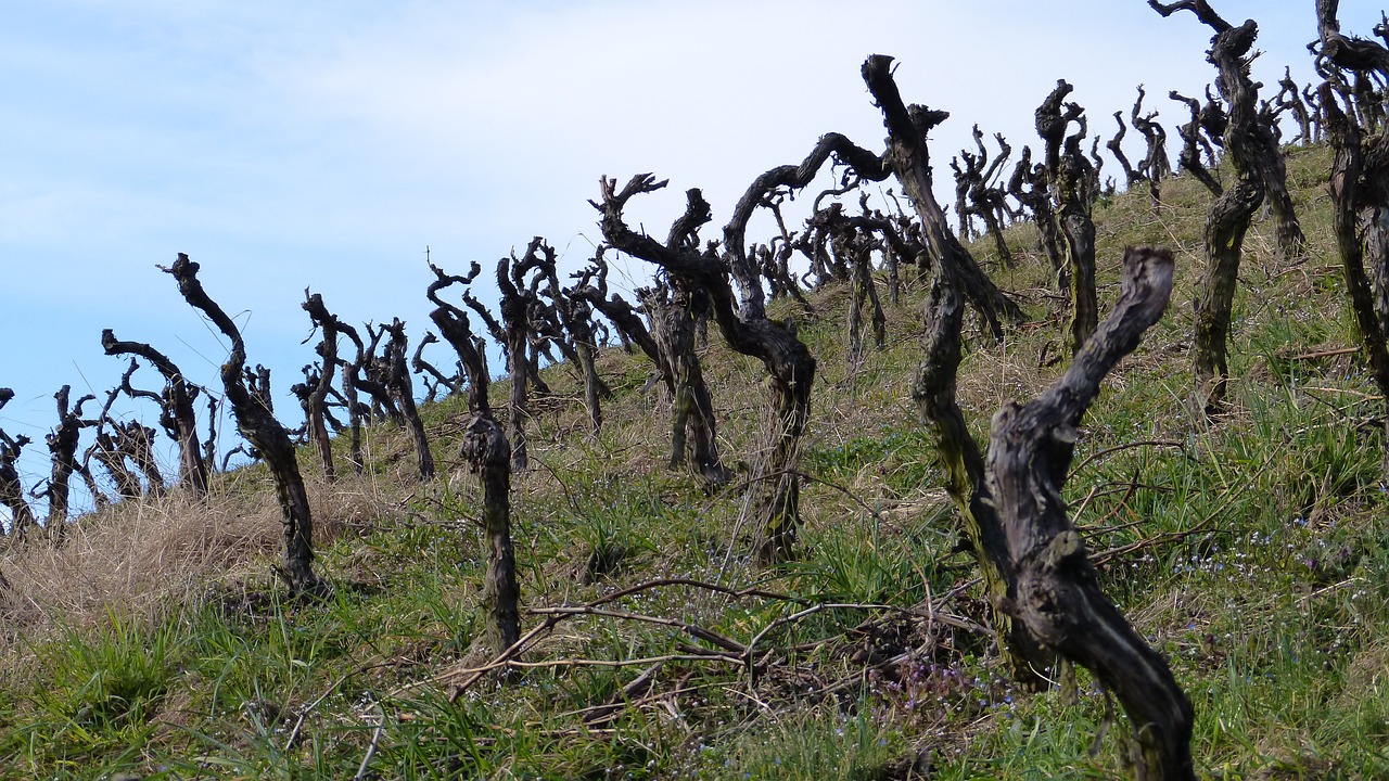 vines vineyard gnarled free photo