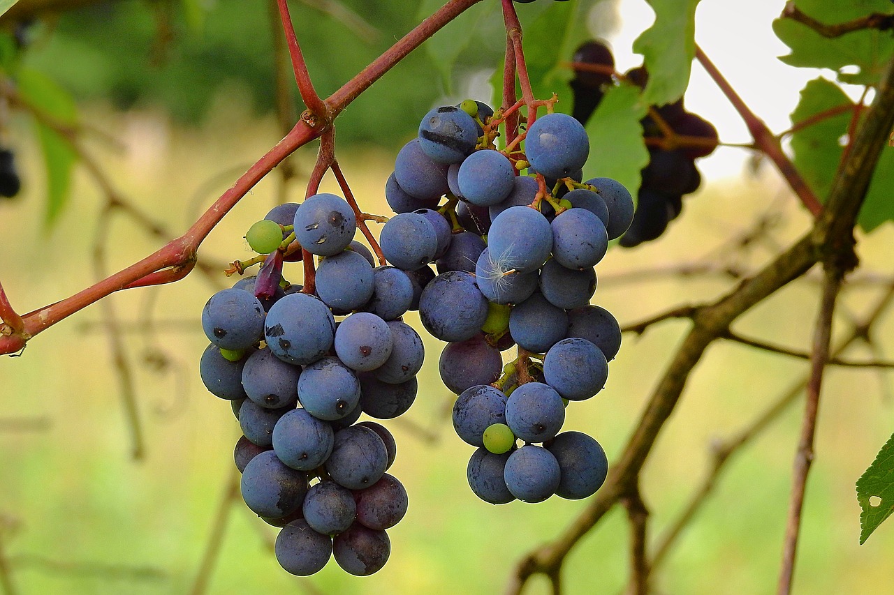 vines  fruit  grapes free photo