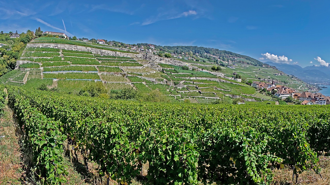 vines  vineyard  wine free photo