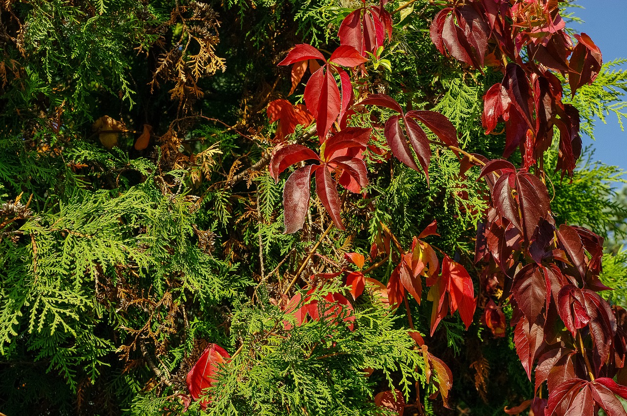 vines  foliage  autumn weather free photo