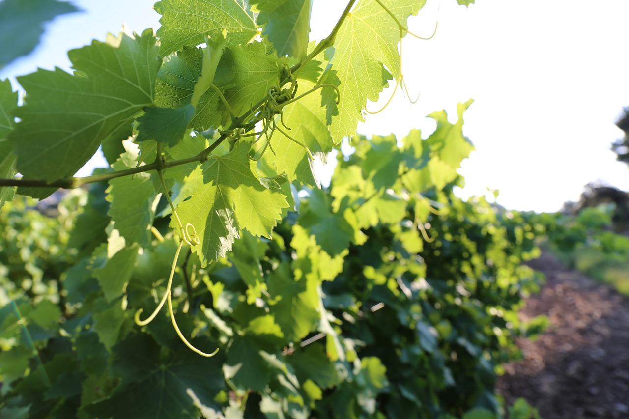 vines provence light free photo