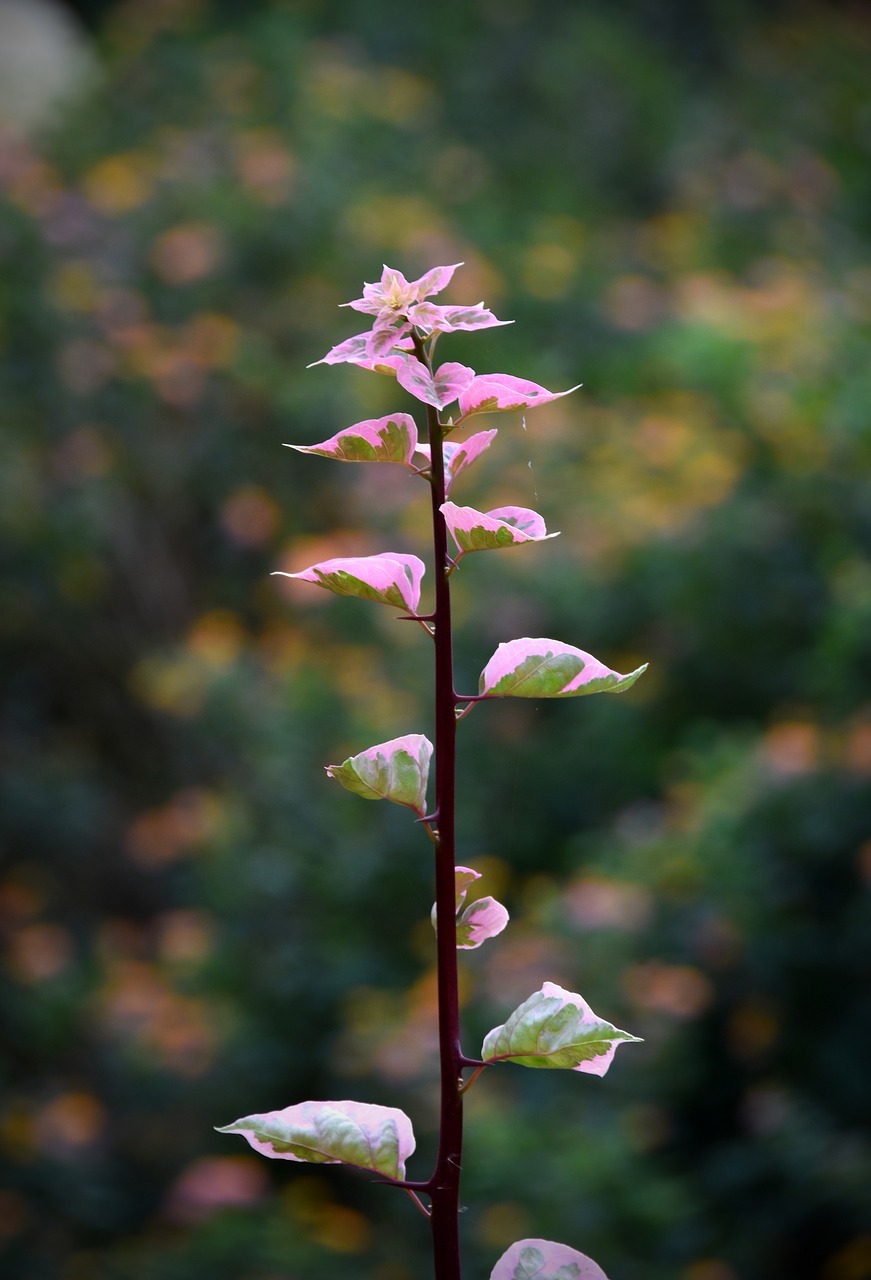 vines  strange  thorny free photo