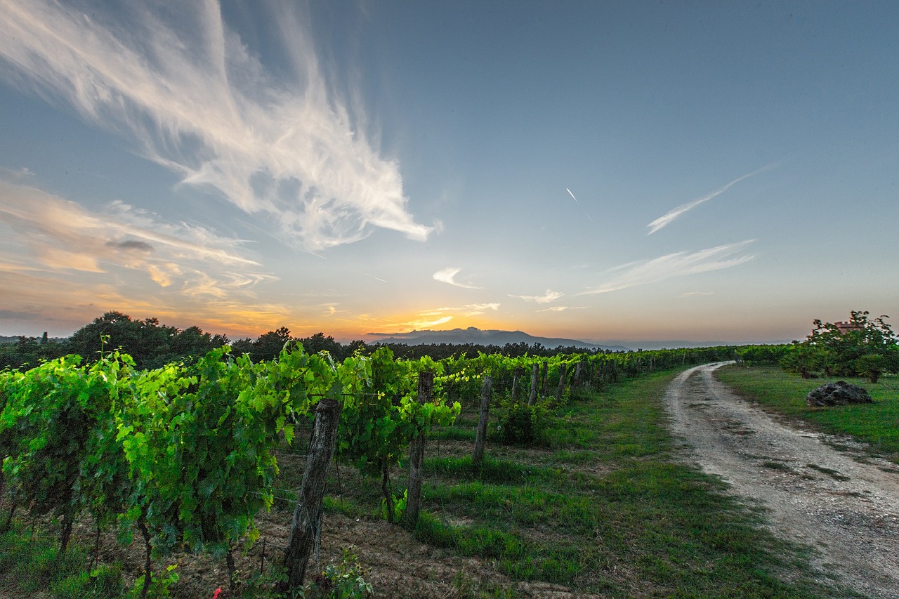 vines tuscany grapes free photo