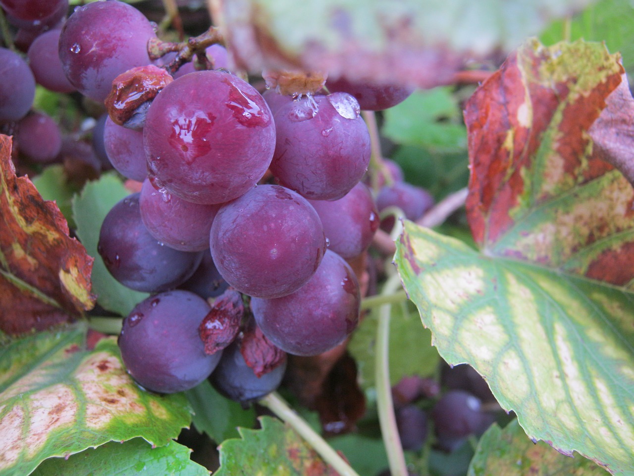 vines wine grapes free photo