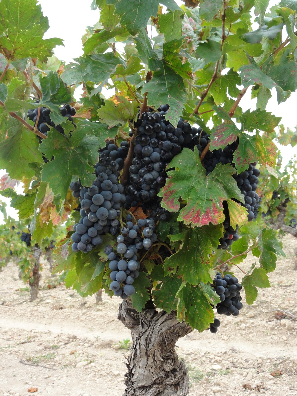 vines wine france free photo