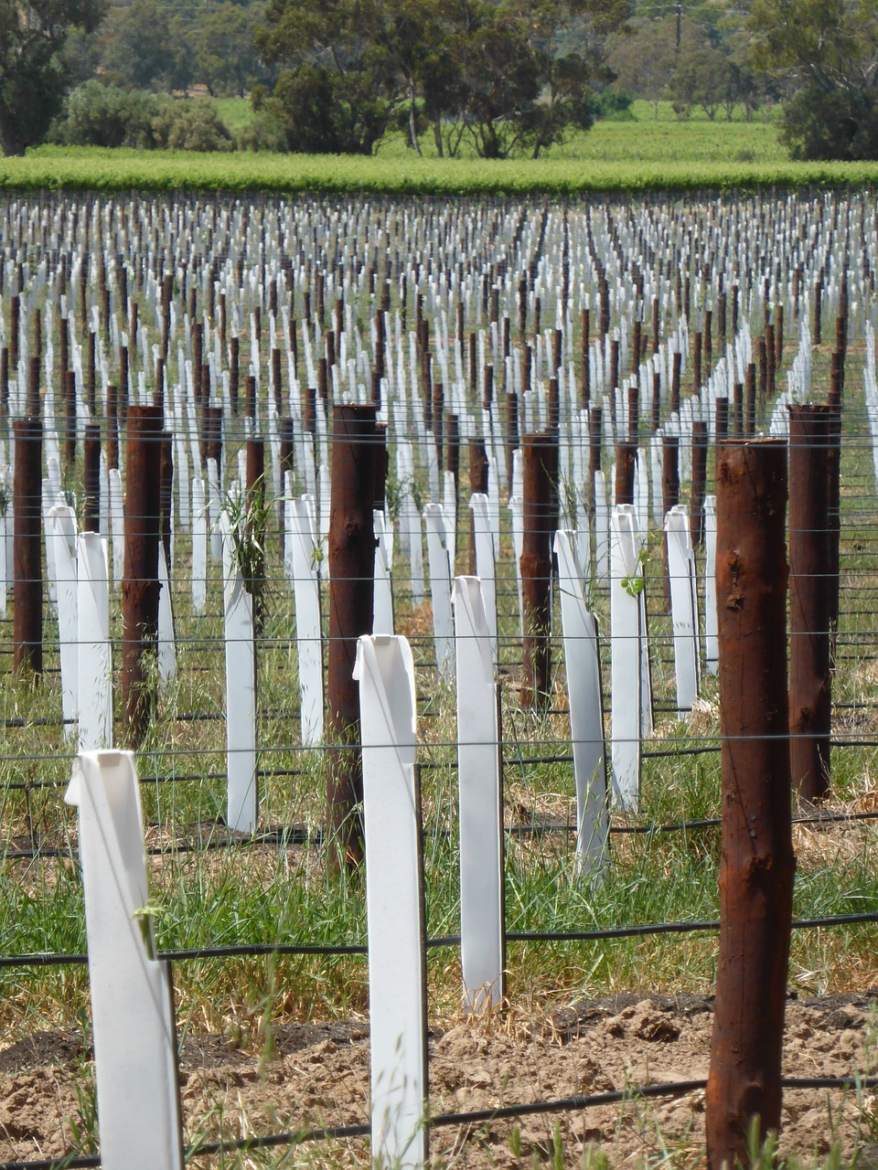 vines winery vineyard free photo