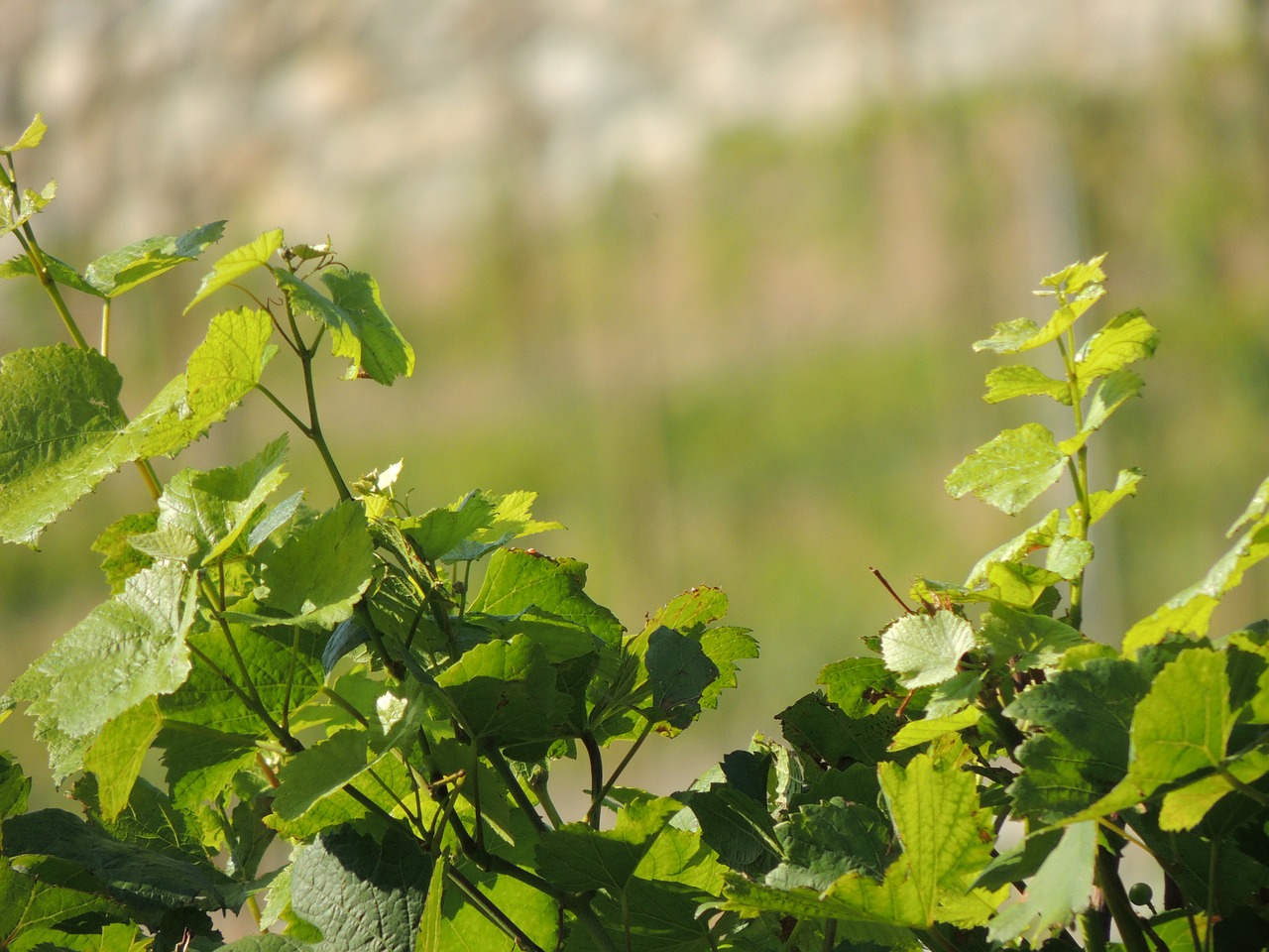 vines wine plant free photo