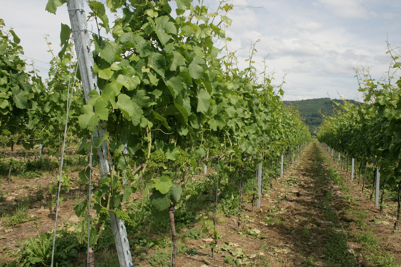 vines green winegrowing free photo