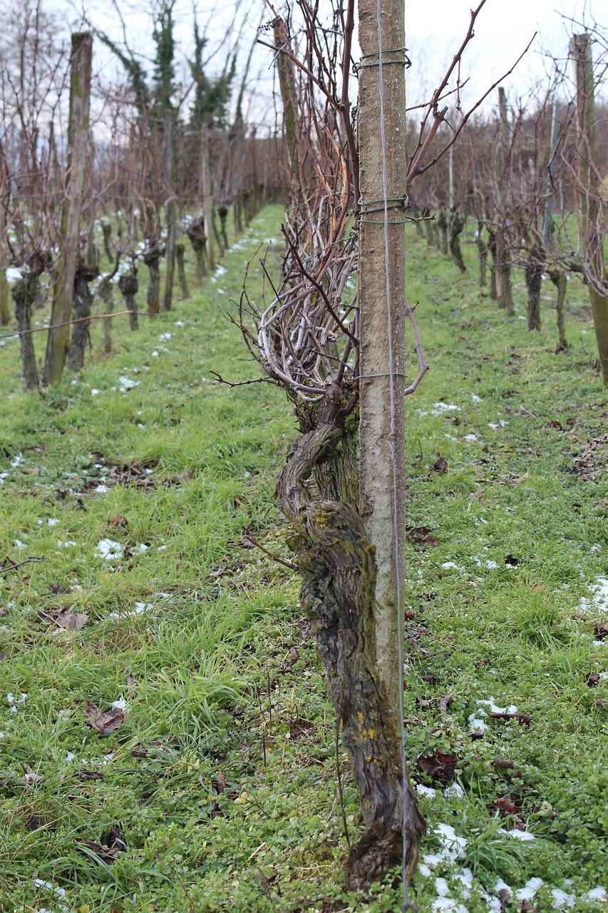 vines vine winegrowing free photo