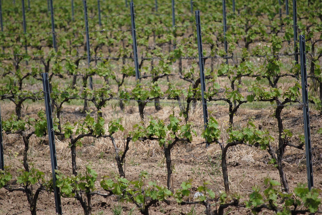 vines wines france free photo