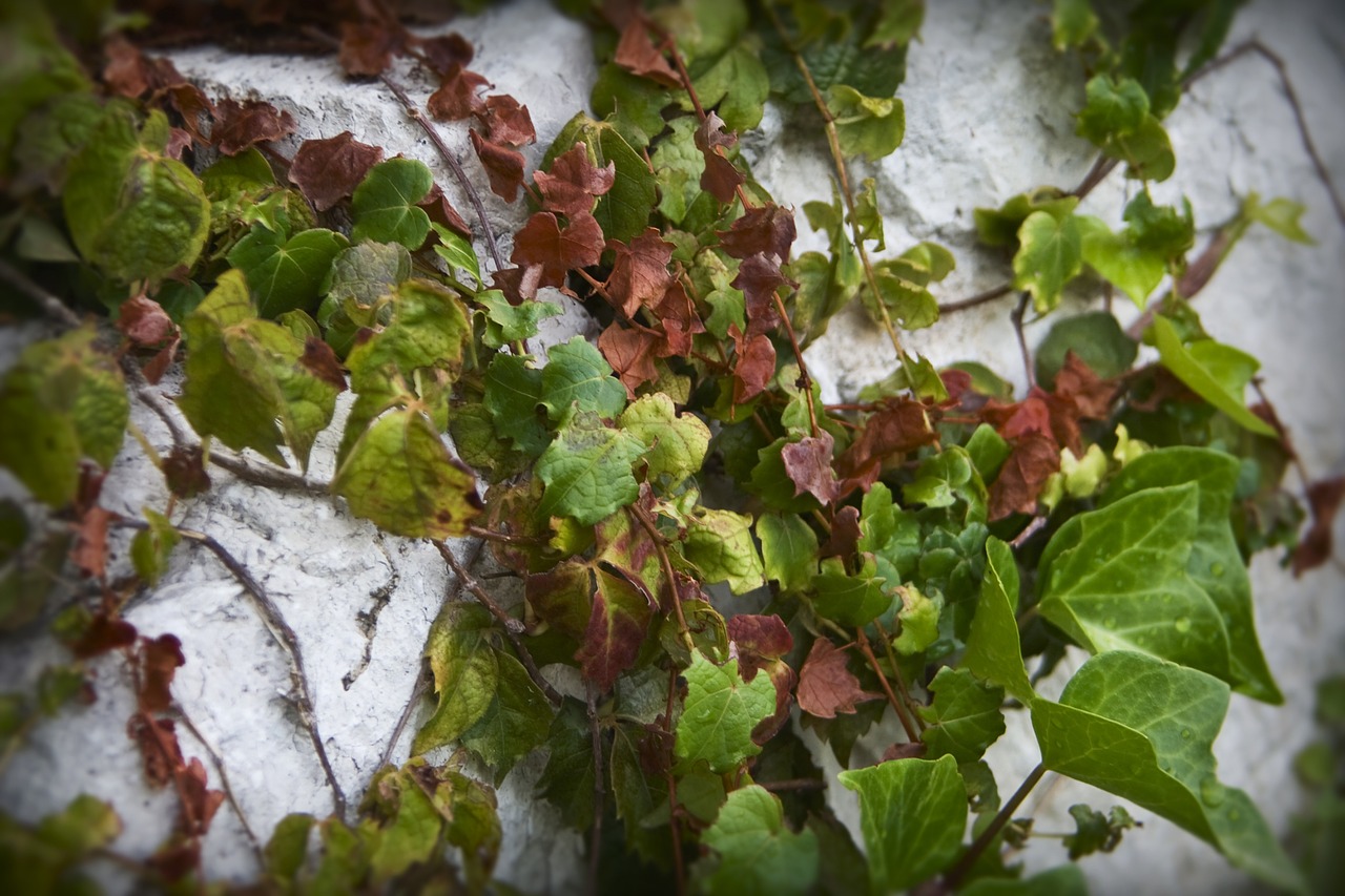 vines plants wall free photo