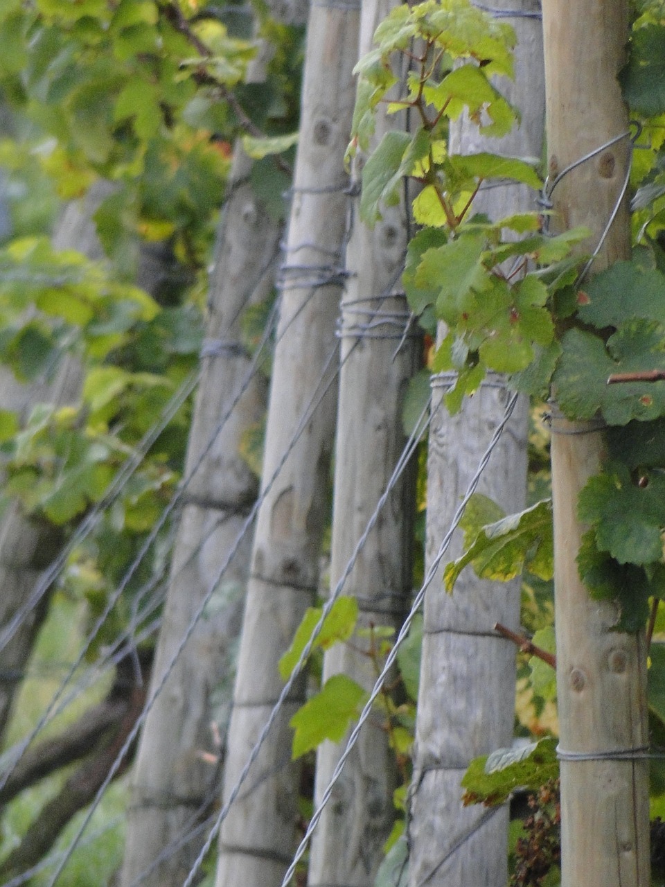 vines wingert vineyard free photo
