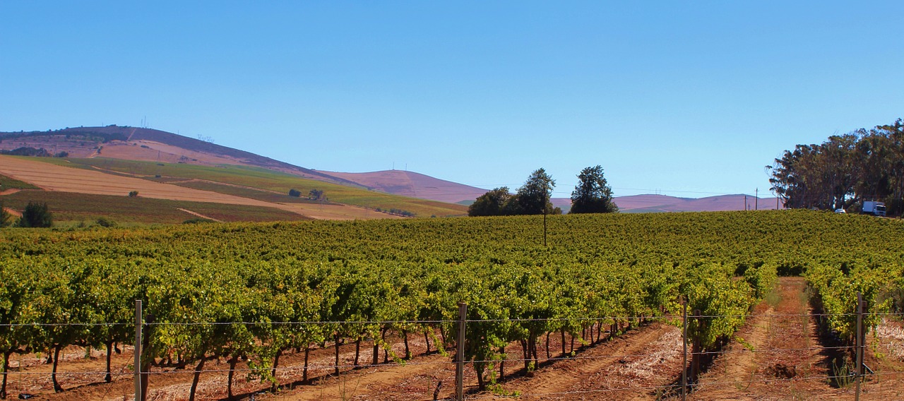 vines winegrowing vineyard free photo