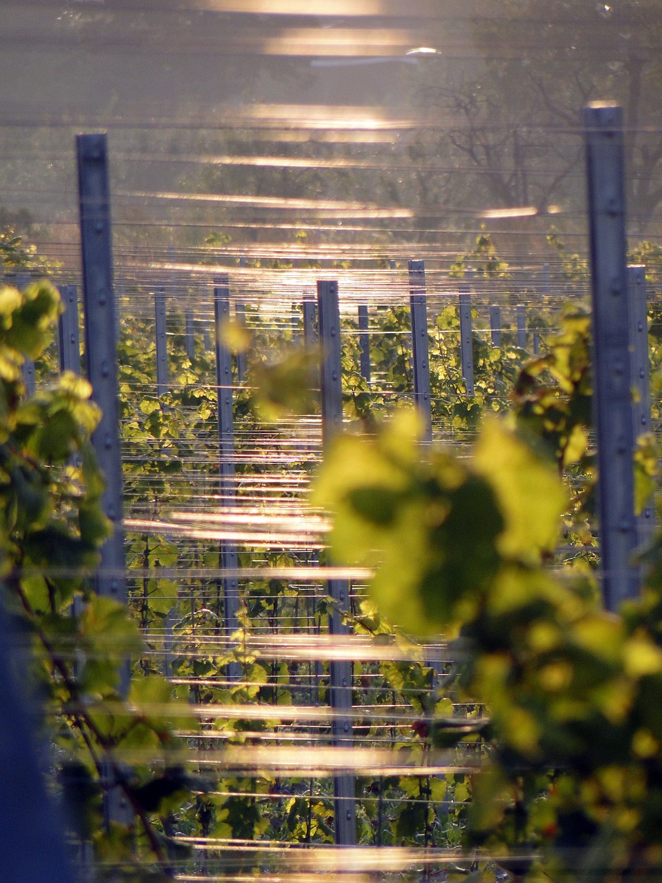 vines vineyard winegrowing free photo