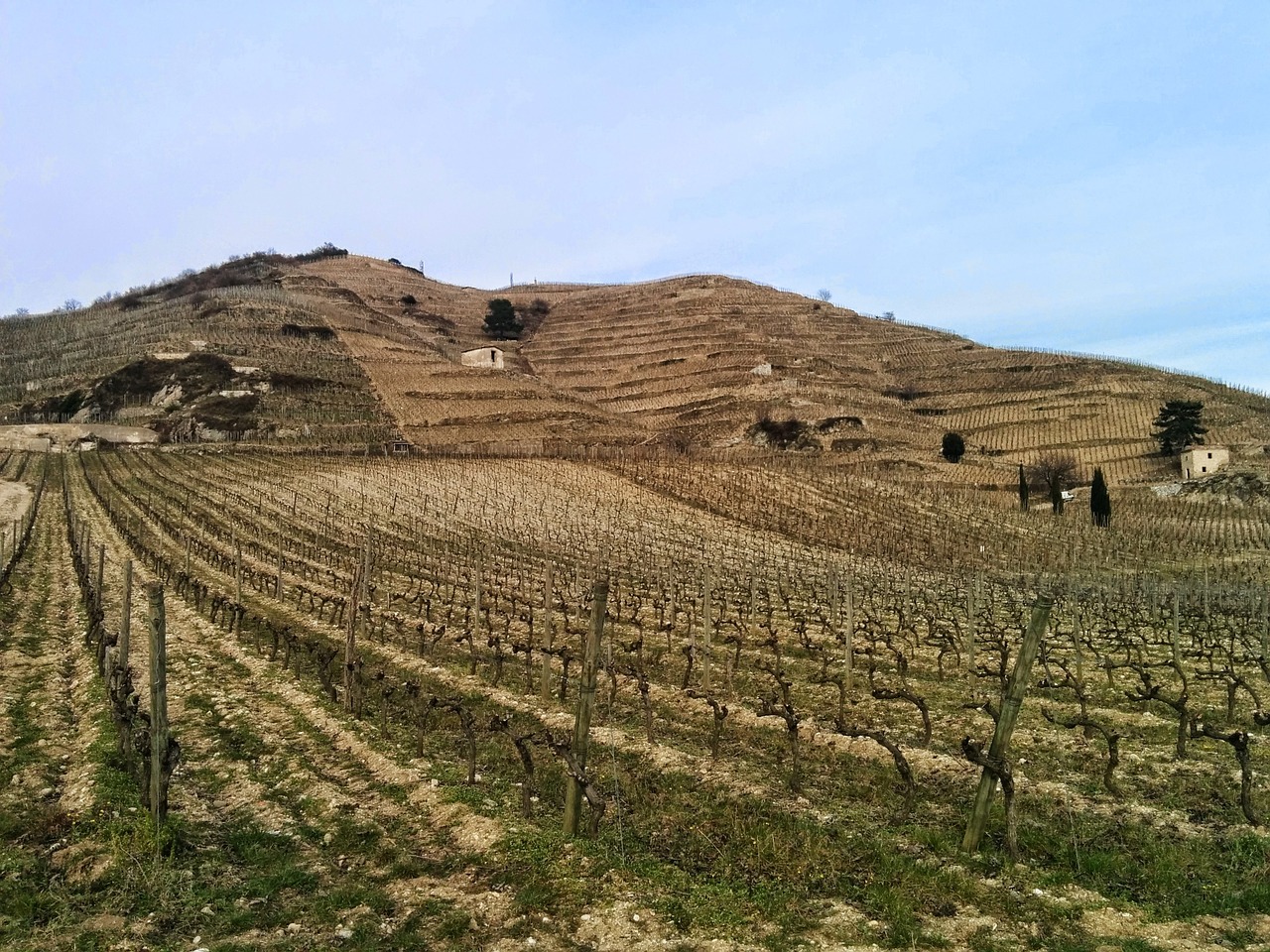 vines wine agriculture free photo