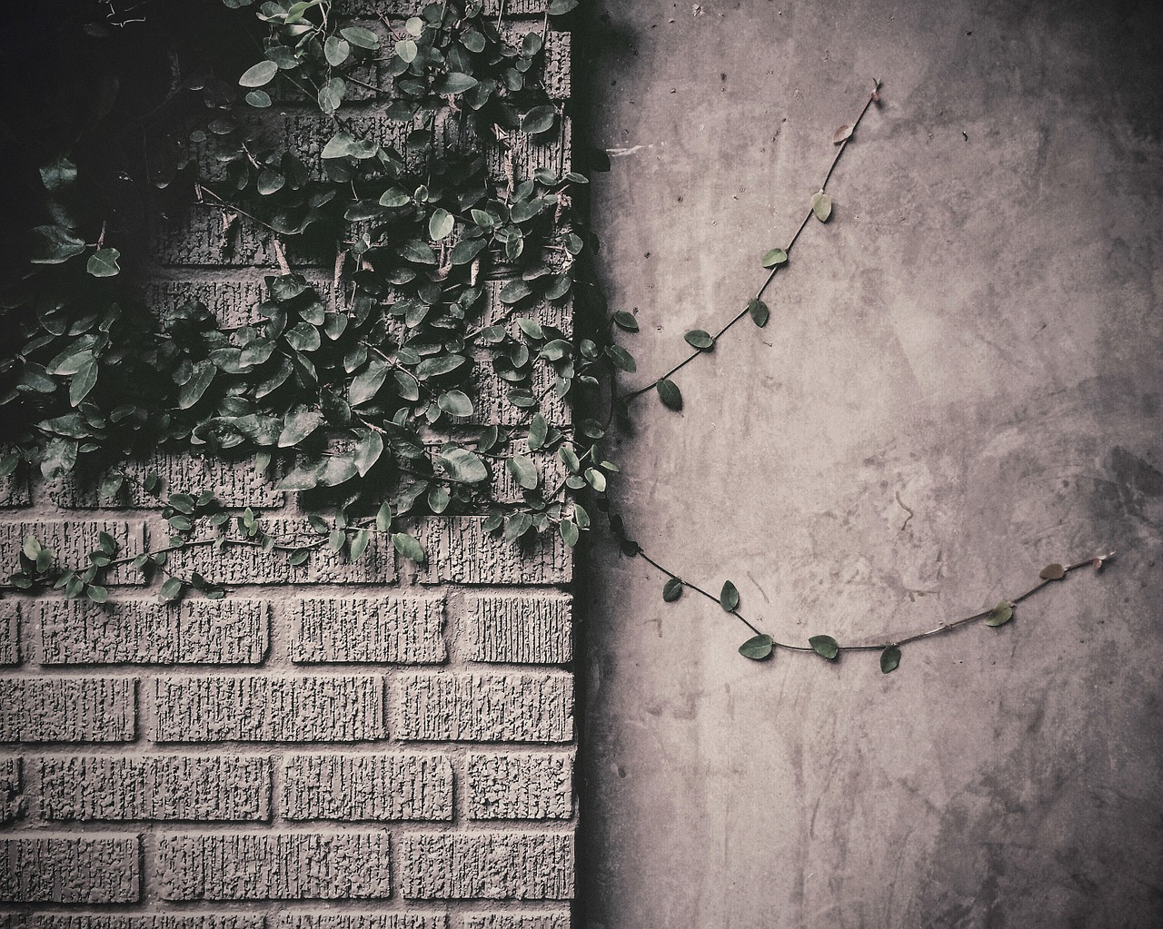 vines leaves bricks free photo