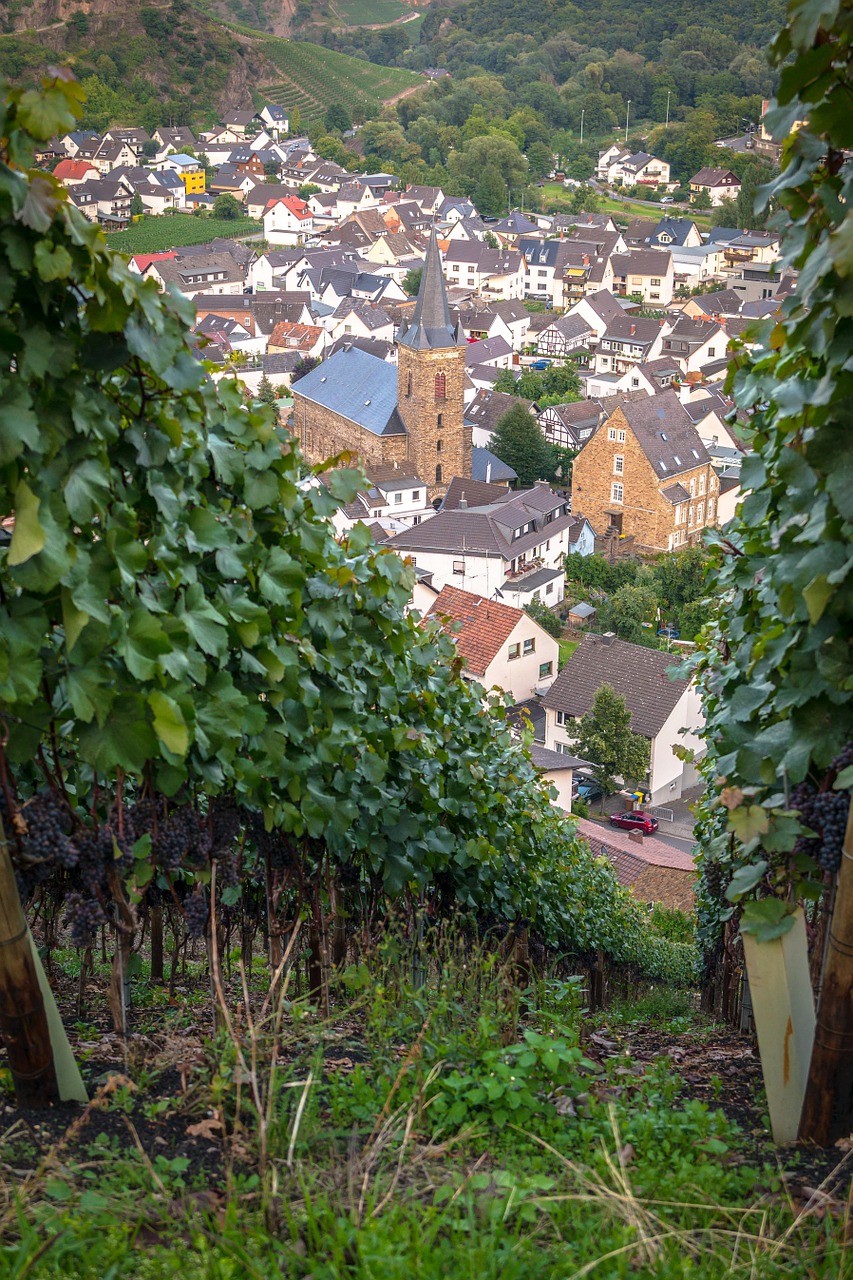vines wine winegrowing free photo