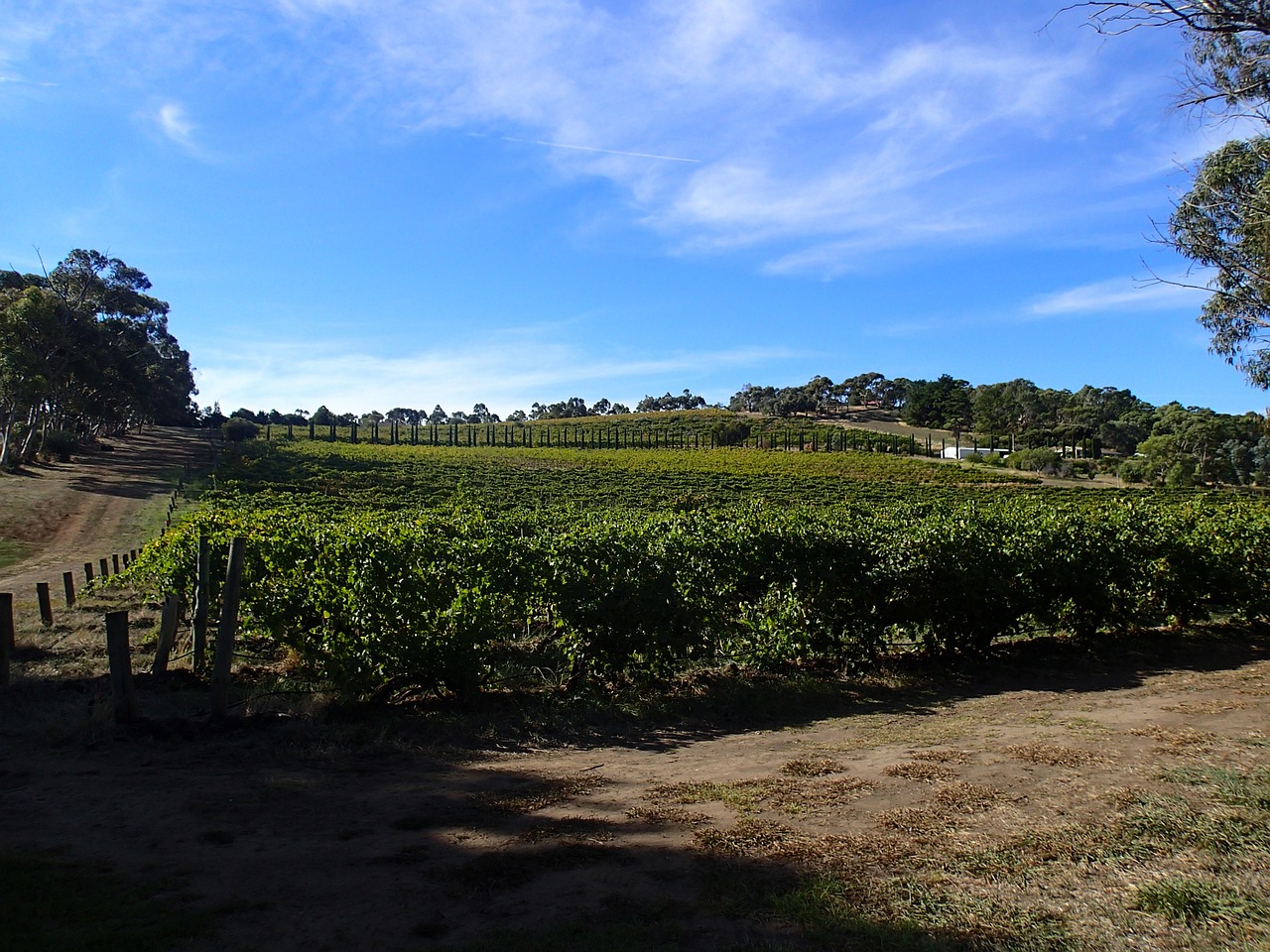 vines australian vineyards viticulture free photo