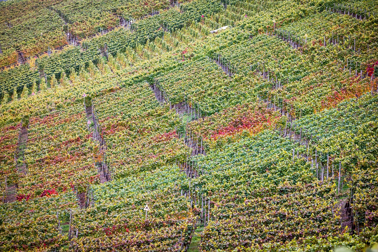 vineyard autumn wine free photo