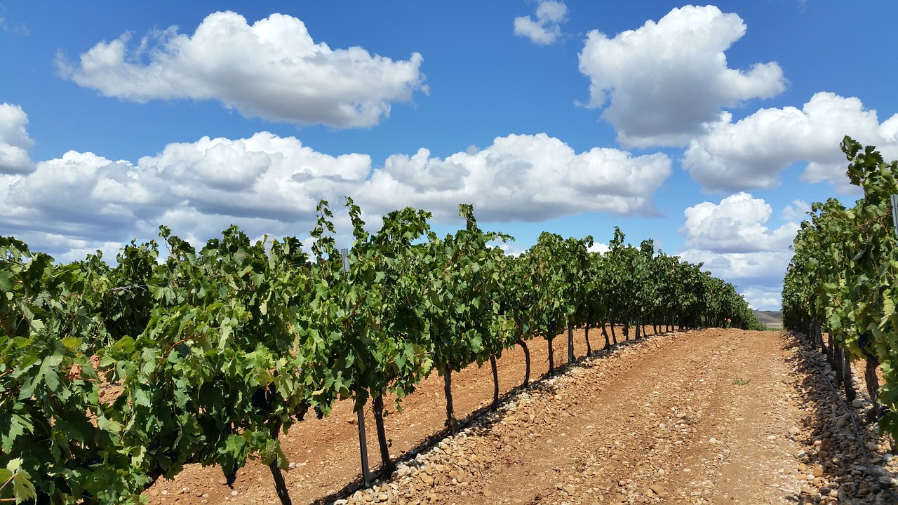 vineyard fields la rioja free photo