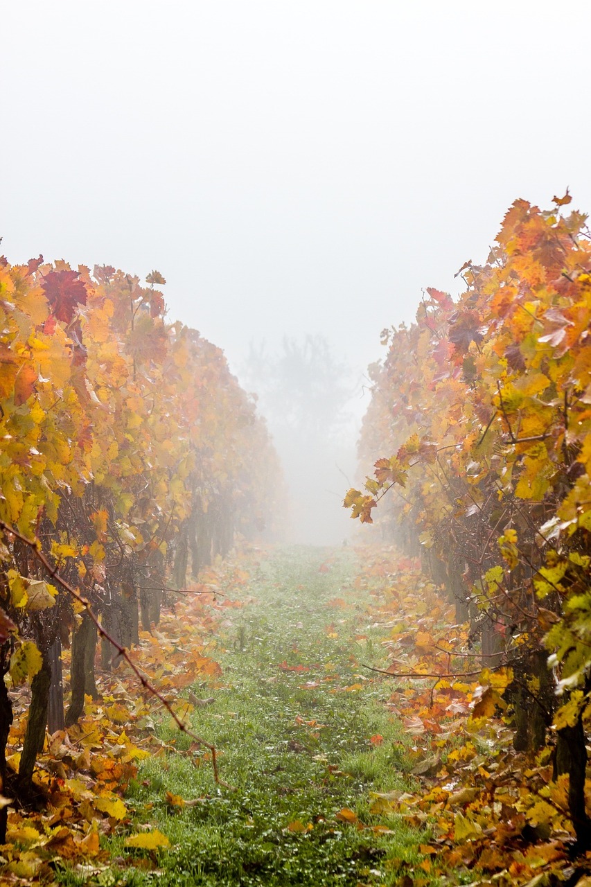 vineyard grapevine fog free photo