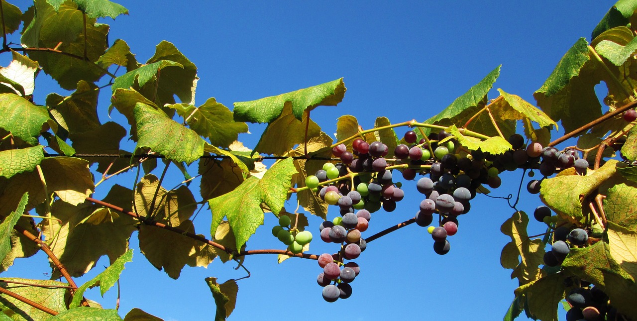 vineyard grapes winery free photo