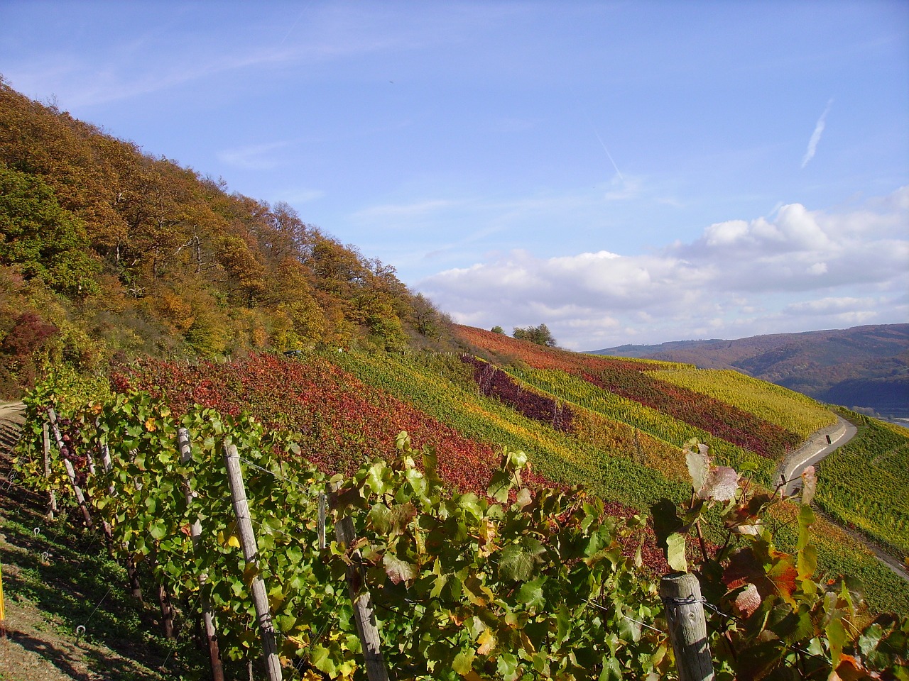 vineyard vines fall foliage free photo