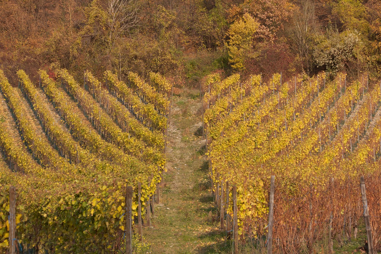 vineyard autumn winegrowing free photo