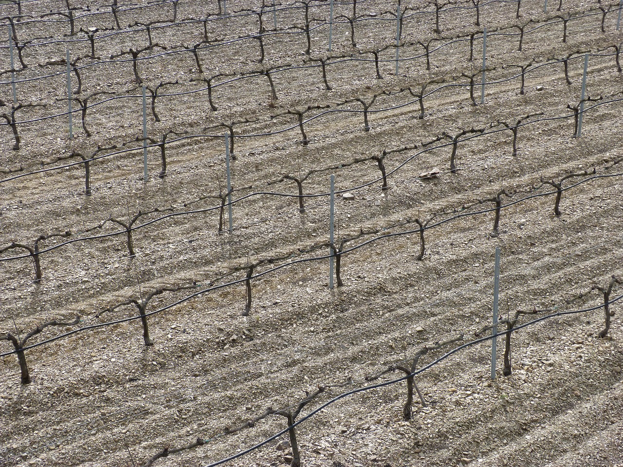 vineyard background strains free photo