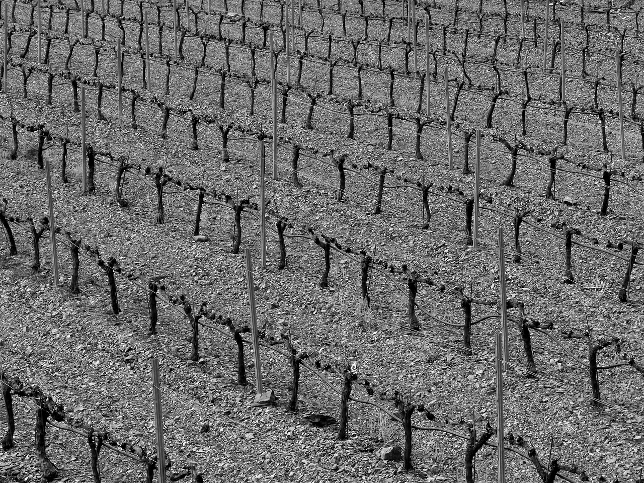 vineyard background abstract free photo