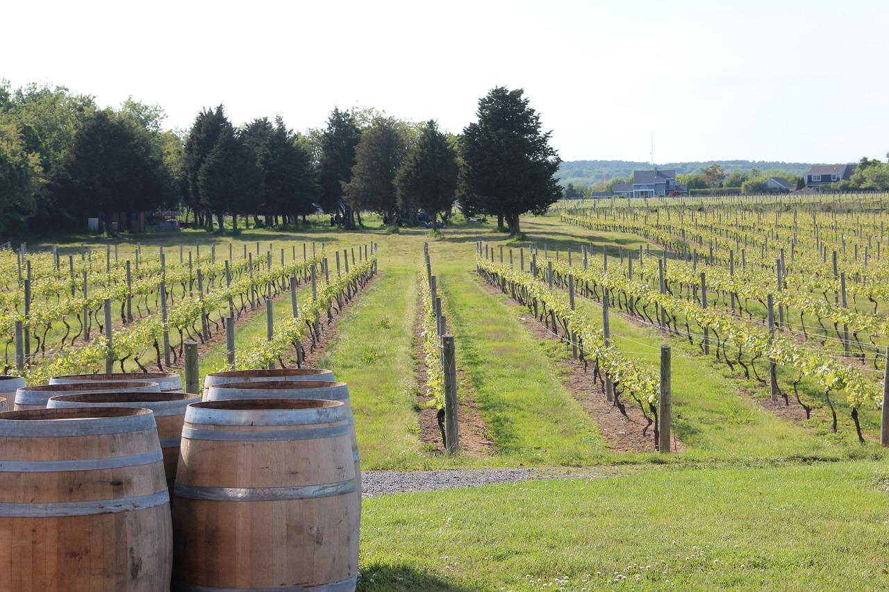 vineyard wine casks free photo