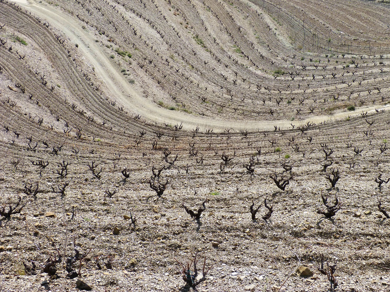 vineyard waves texture free photo