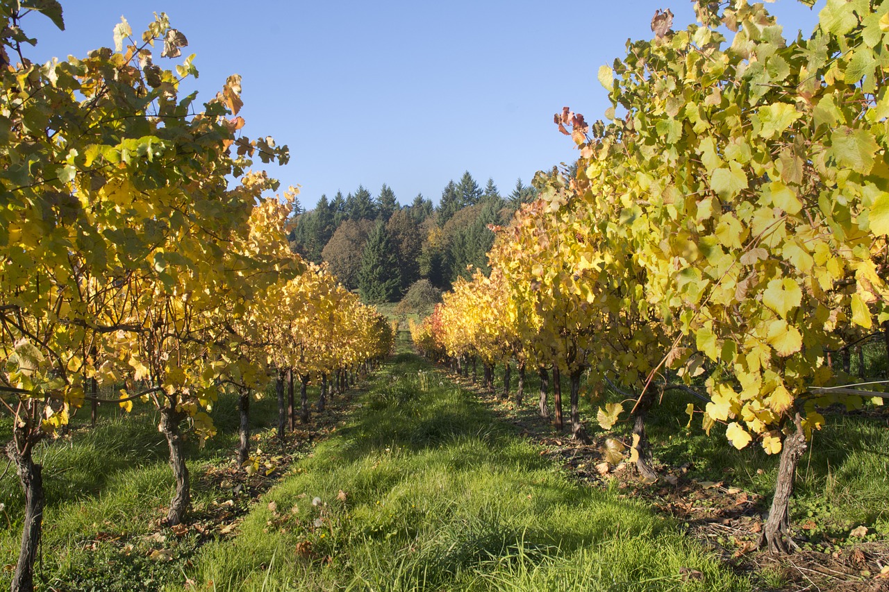 vineyard wine oregon free photo