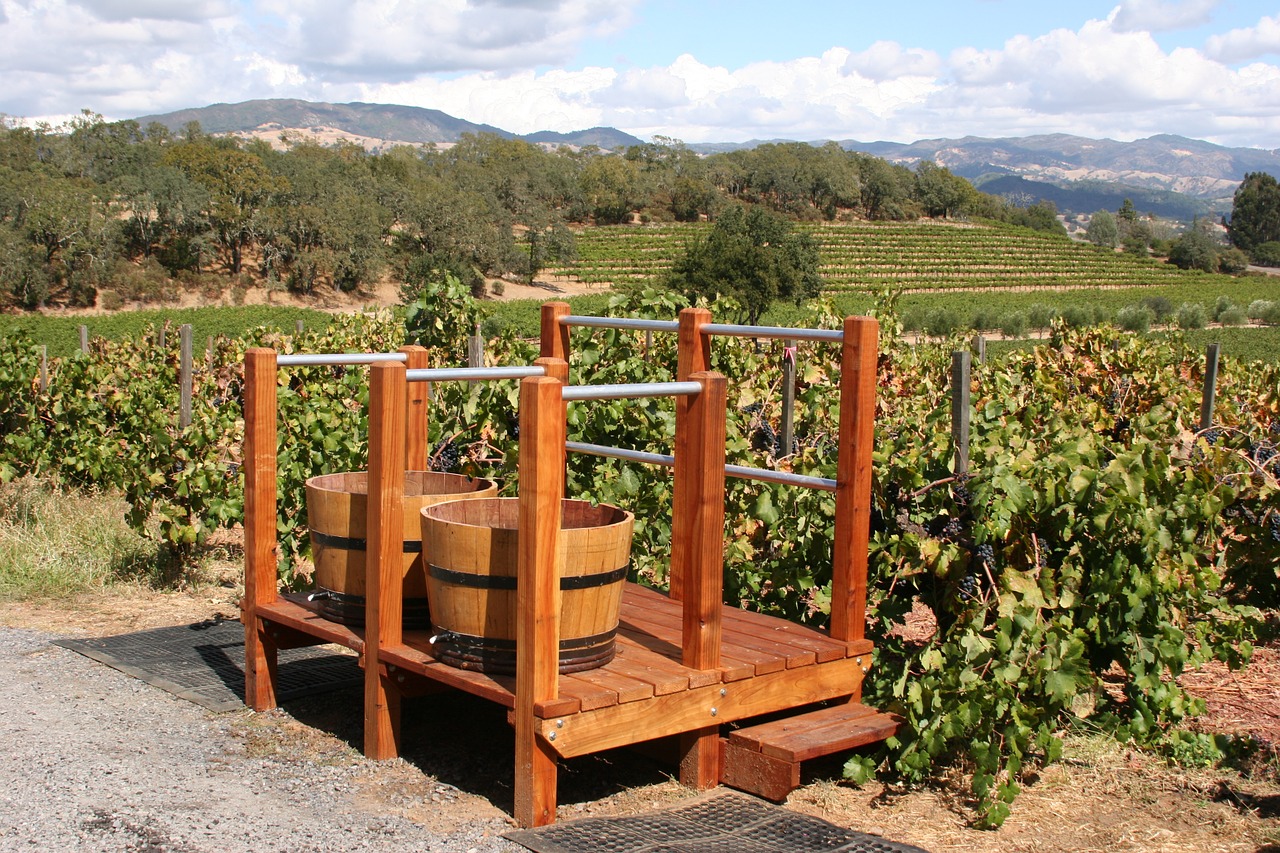 vineyard winery grape free photo