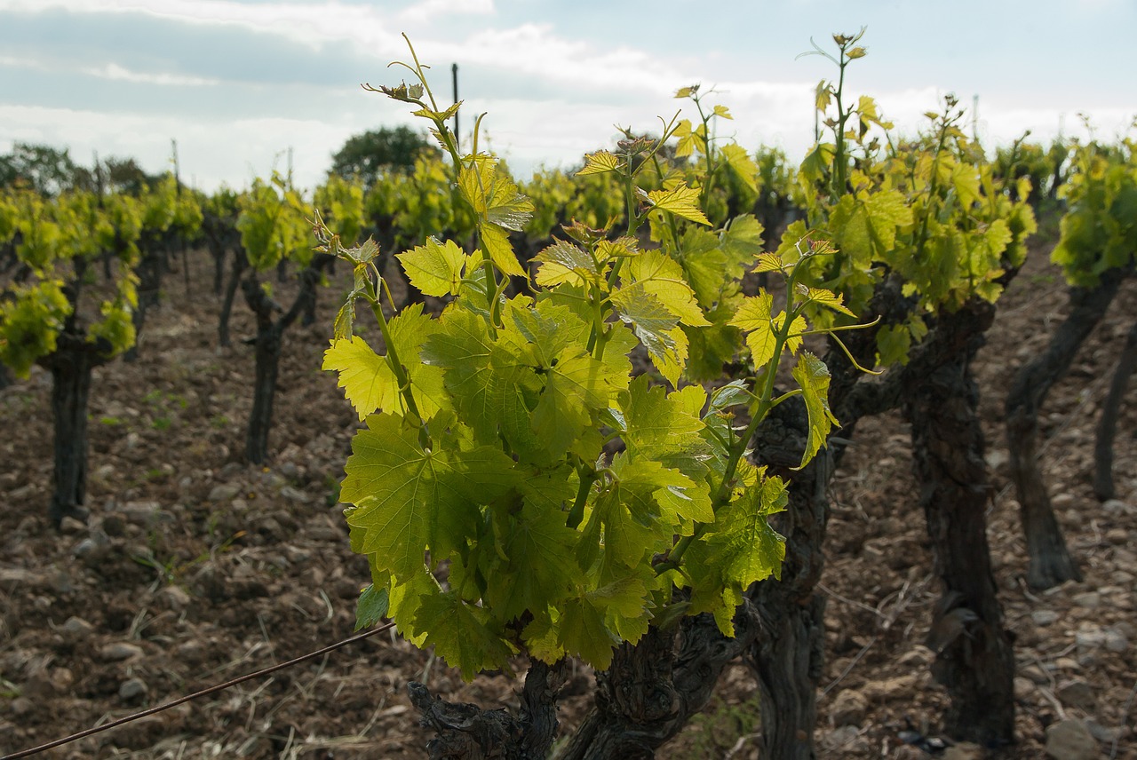 vineyard vine ceps free photo