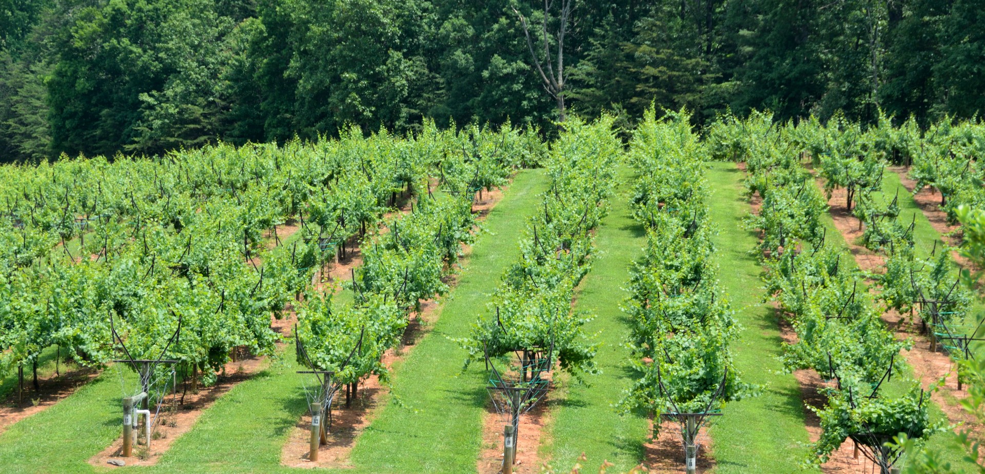 vineyard georgia usa free photo