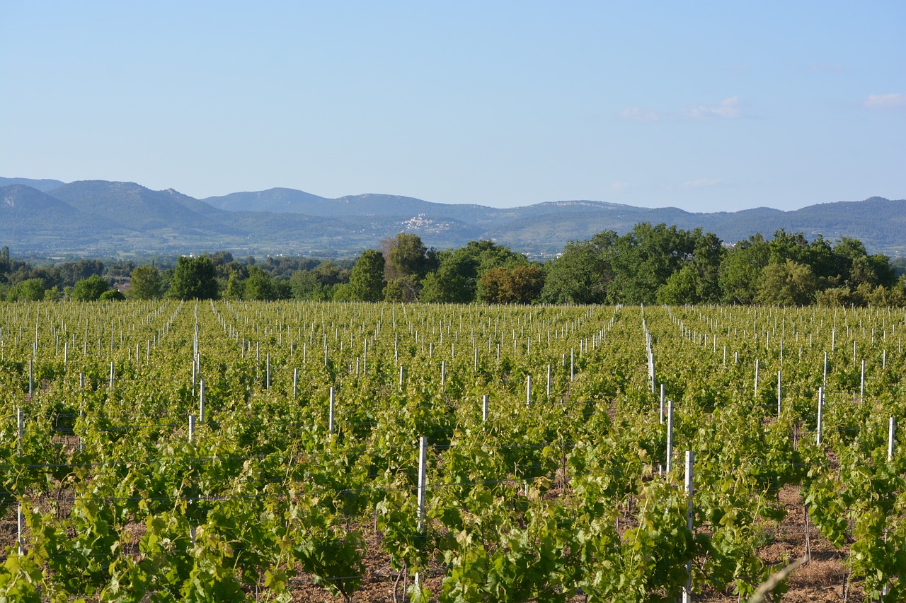 vineyard landscape dentelles the montmirail free photo